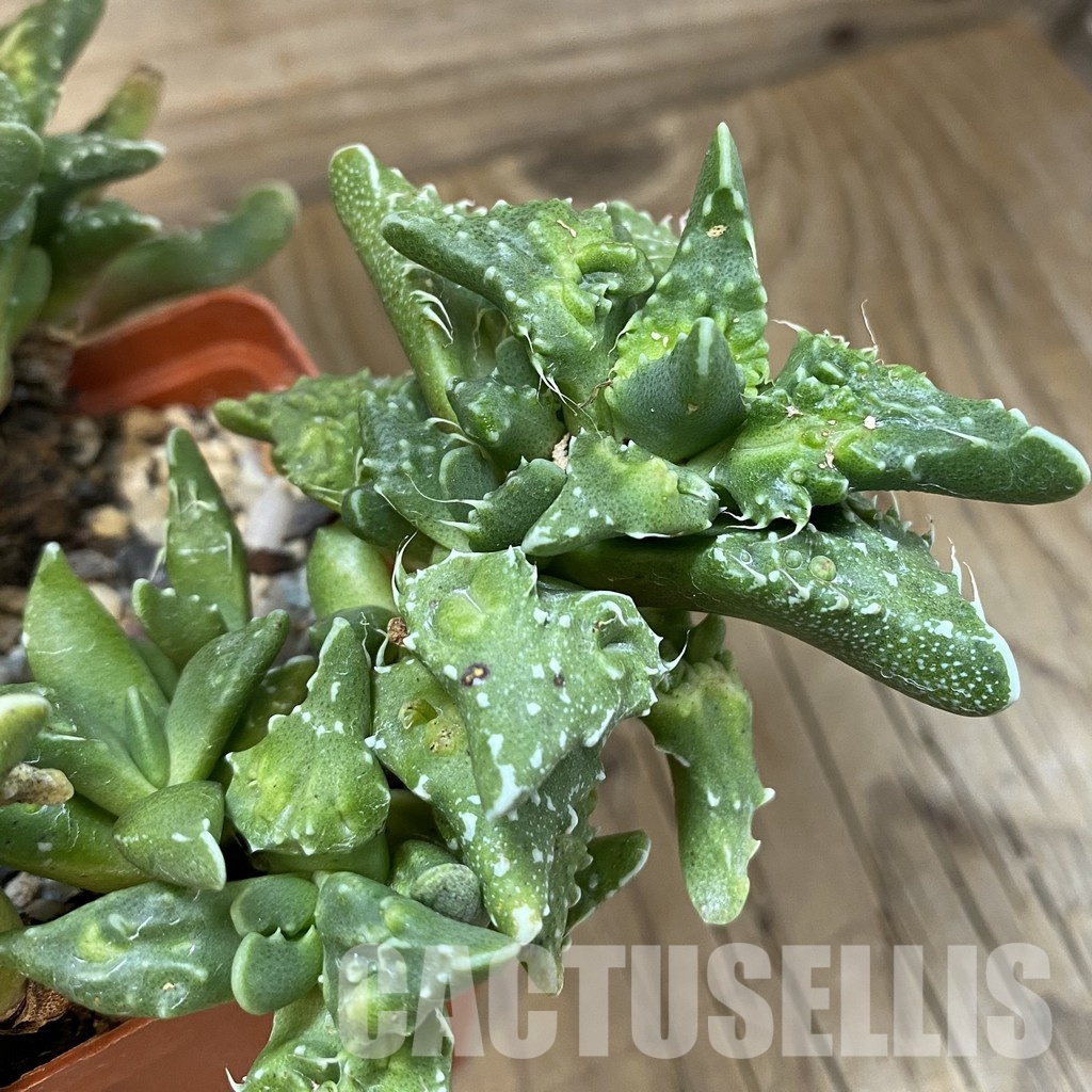 SH29154 Faucaria tuberculosa,10 years old - Image 2