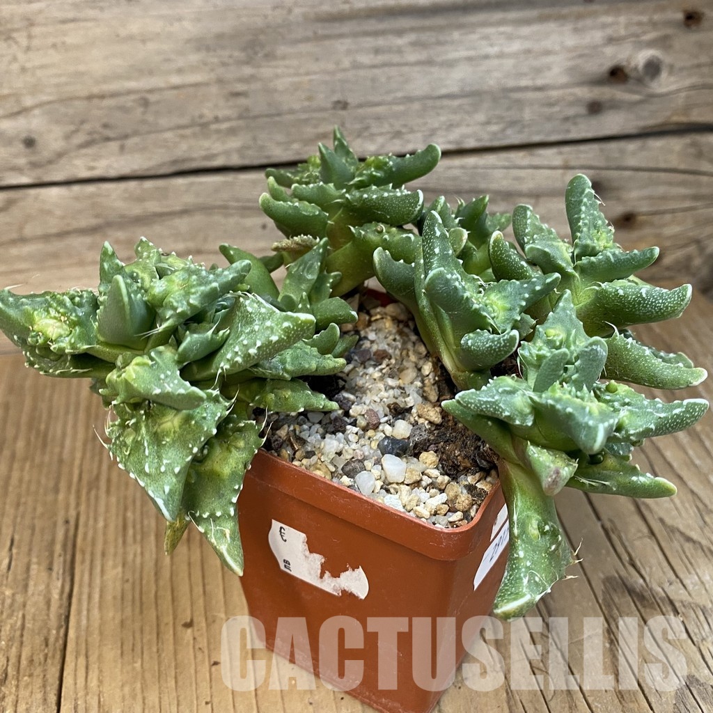 SH29154 Faucaria tuberculosa,10 years old - Image 3