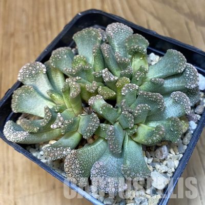 SH29156 Titanopsis calcarea
