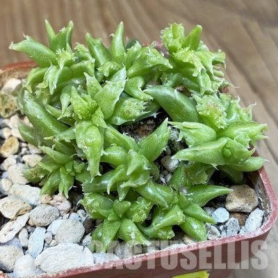 SH29157 Faucaria sp. f. monstrosa