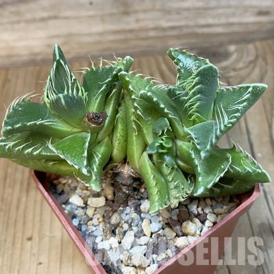 SH29143 Faucaria tigrina