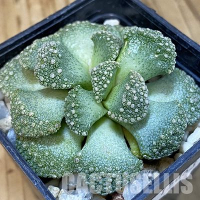 SH29160 Titanopsis calcarea