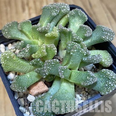 SH29161 Titanopsis calcarea