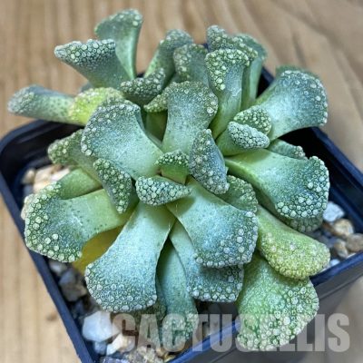 SH29162 Titanopsis calcarea