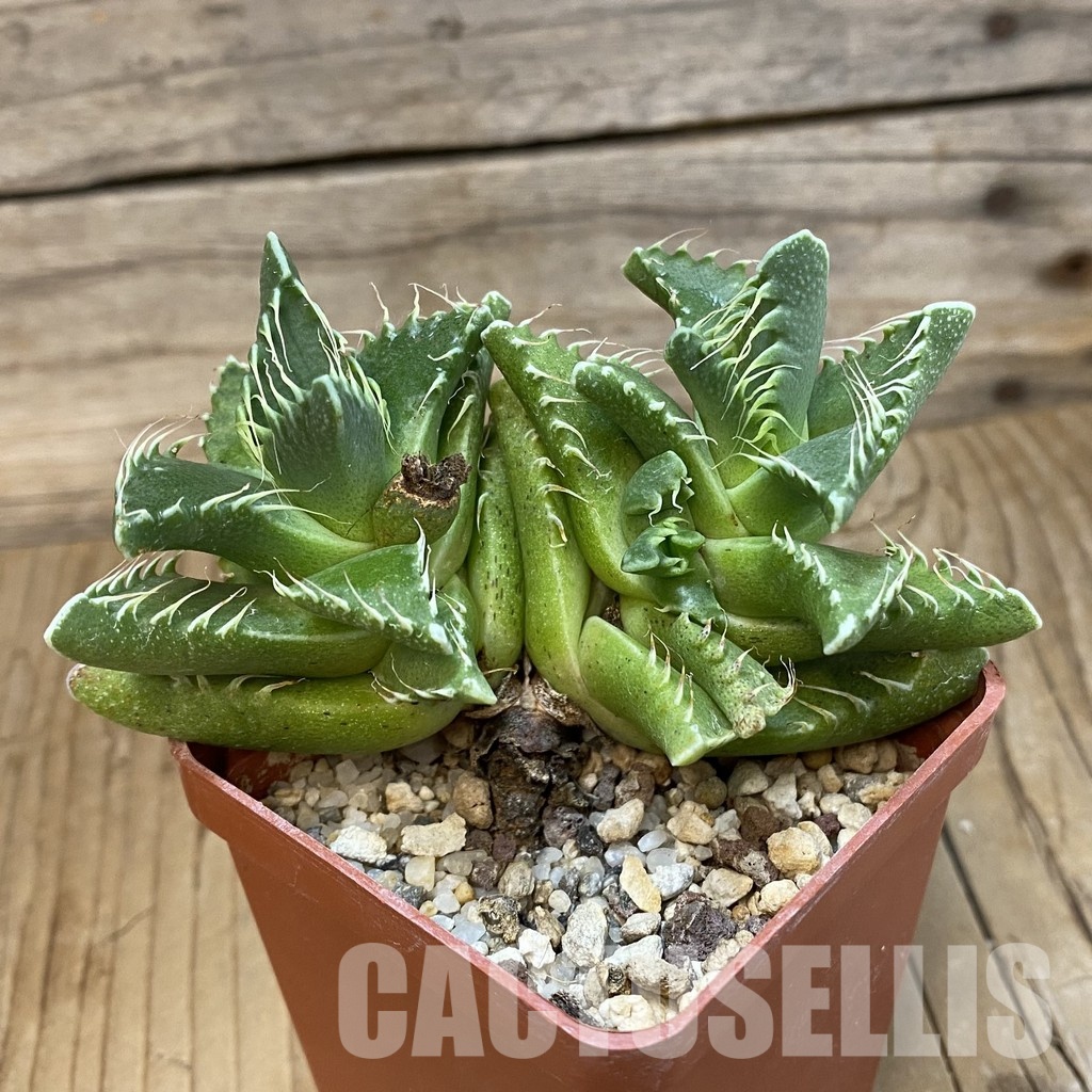 SH29143 Faucaria tigrina - Image 2