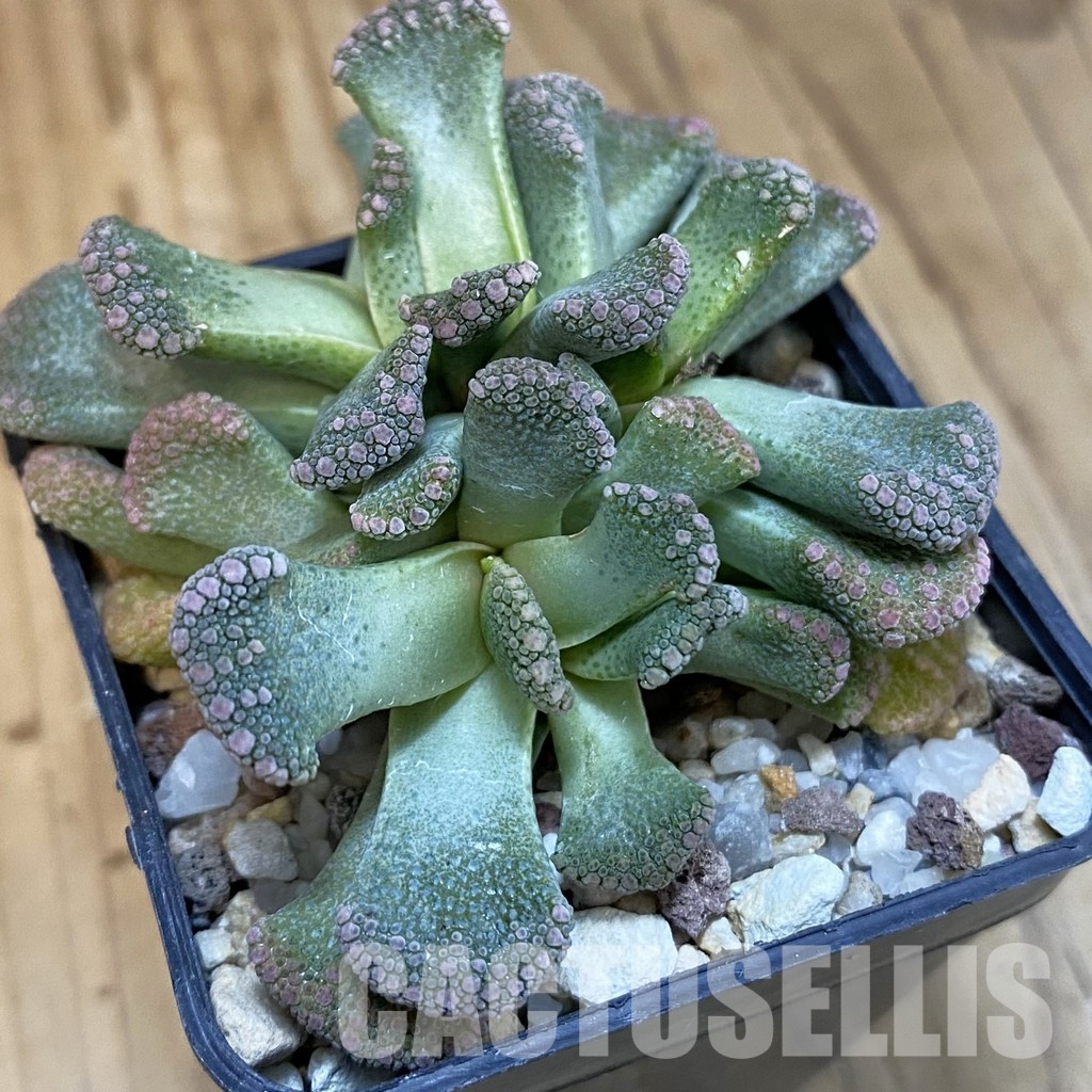 SH29163 Titanopsis calcarea