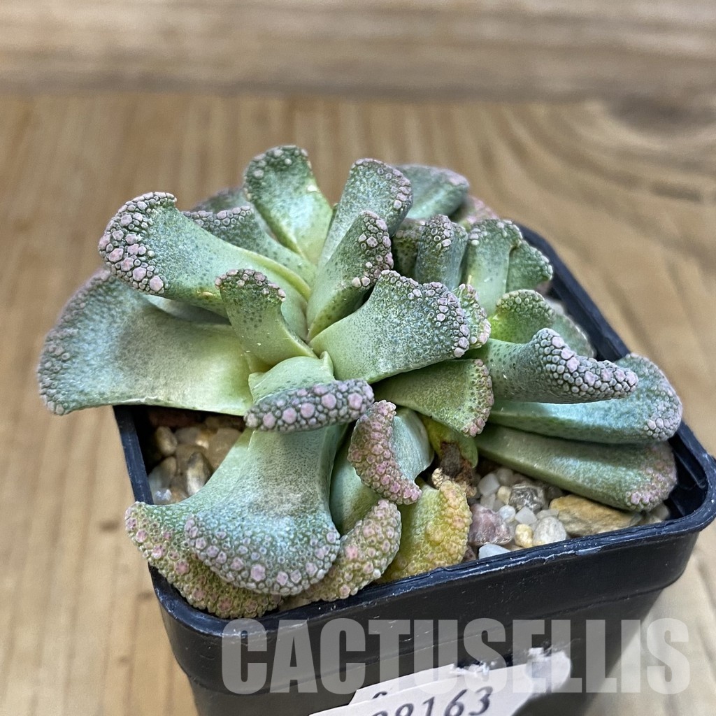 SH29163 Titanopsis calcarea - Image 2