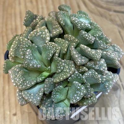 SH29164 Titanopsis aff. calcarea