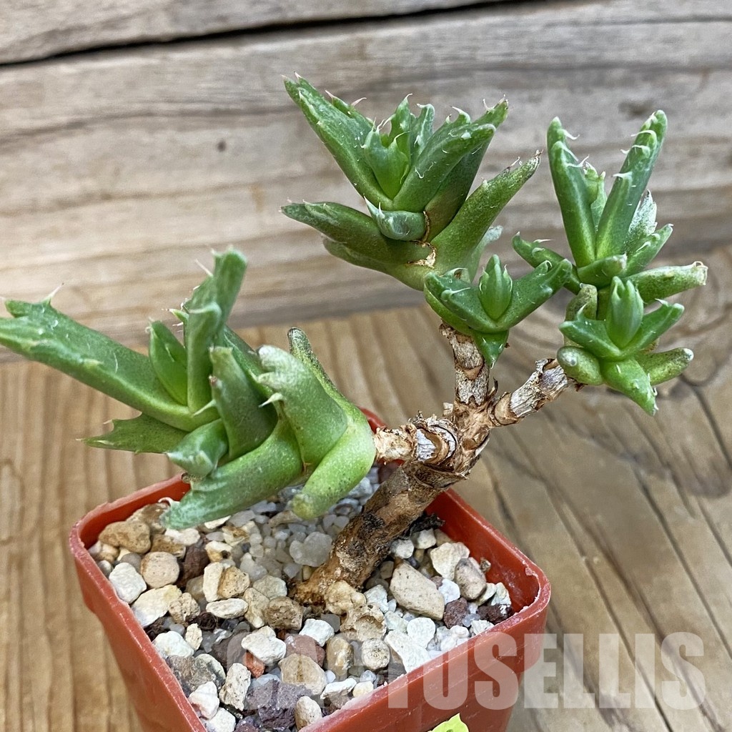 SH29165 Faucaria sp. f. monstrosa - Image 2