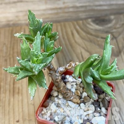 SH29165 Faucaria sp. f. monstrosa