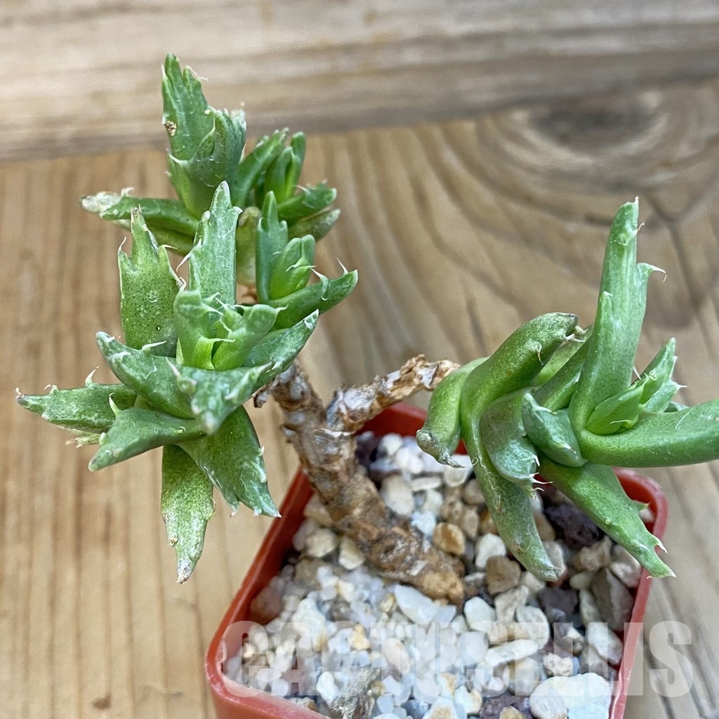 SH29165 Faucaria sp. f. monstrosa