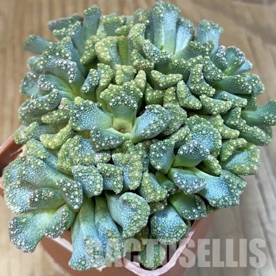 SH29166 Titanopsis calcarea