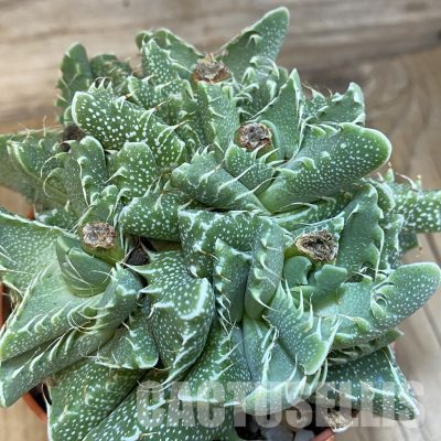 SH29168 Faucaria tigrina