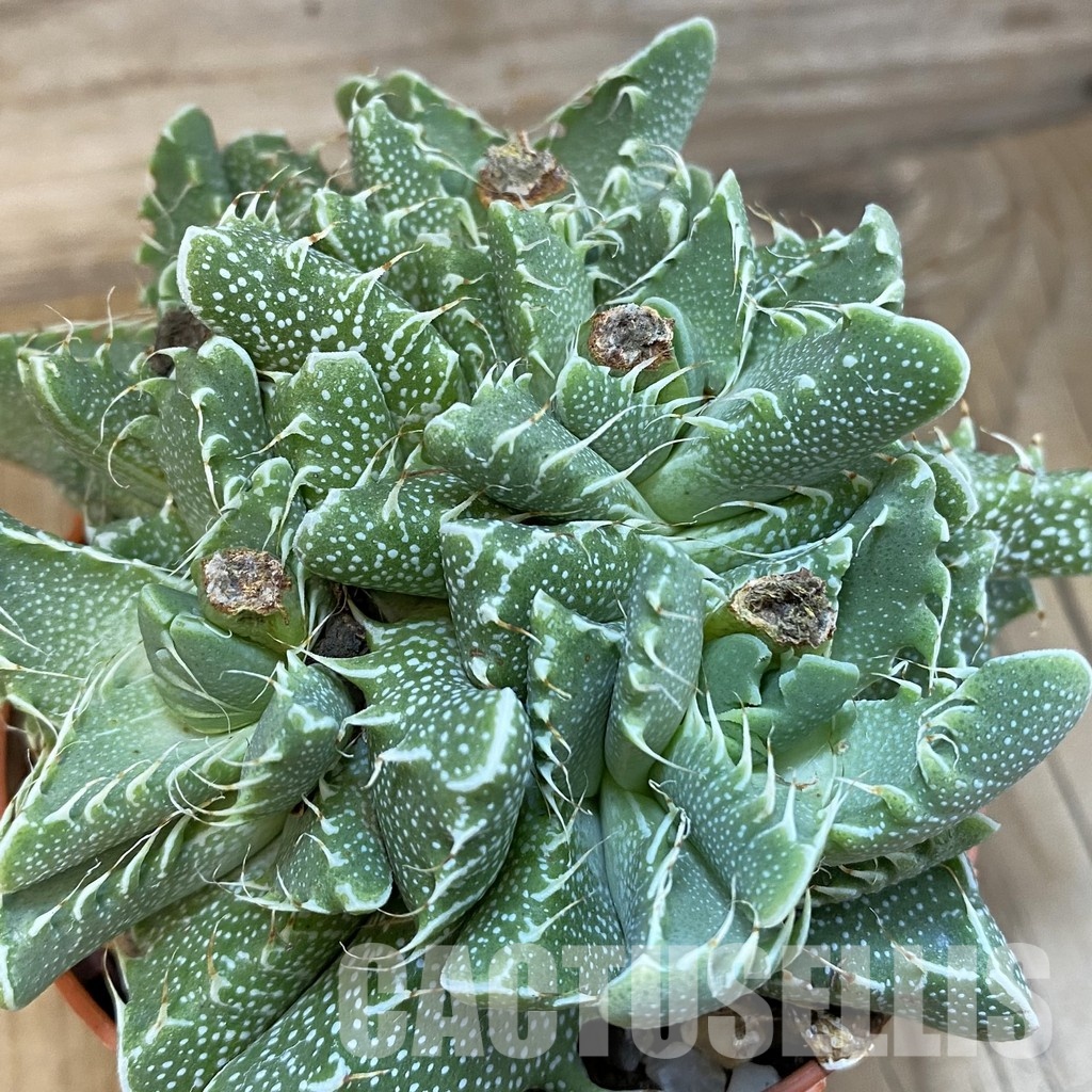 SH29168 Faucaria tigrina