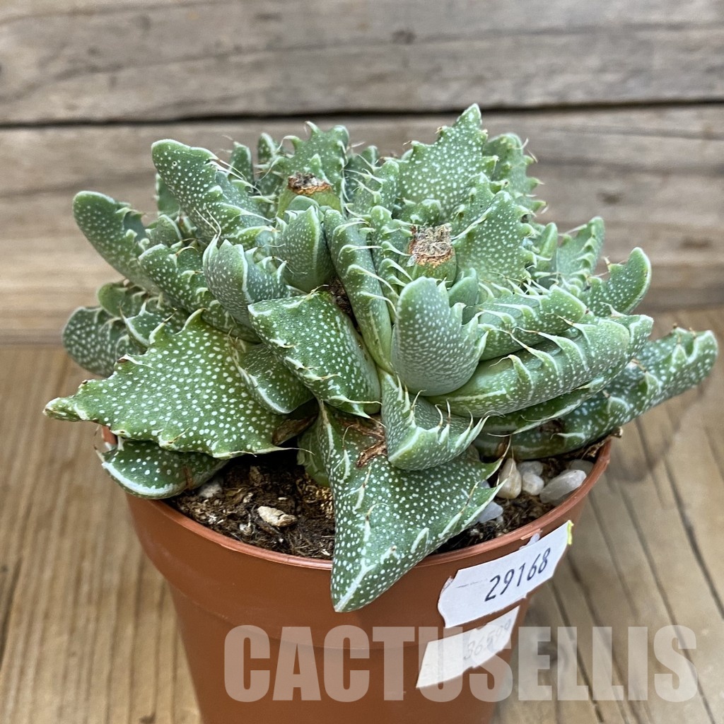 SH29168 Faucaria tigrina - Image 2