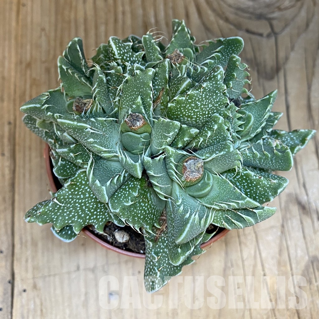 SH29168 Faucaria tigrina - Image 3