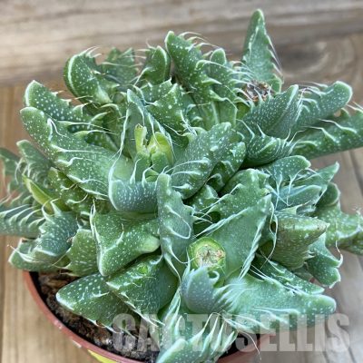SH29169 Faucaria tigrina