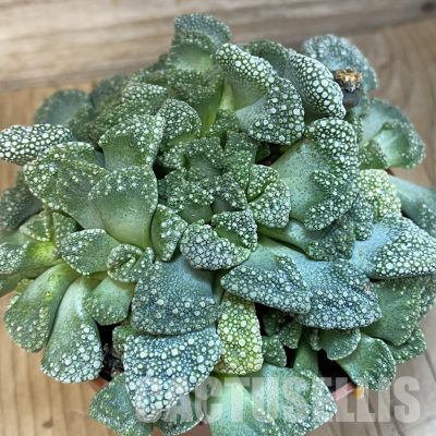 SH29171 Titanopsis calcarea