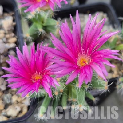 SH27732 Trichodiadema densum