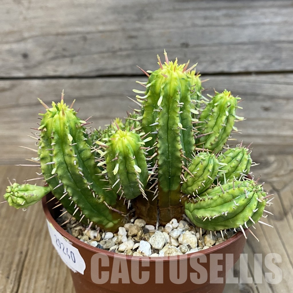 SH29240 Euphorbia aggregata f. variegata - Image 3