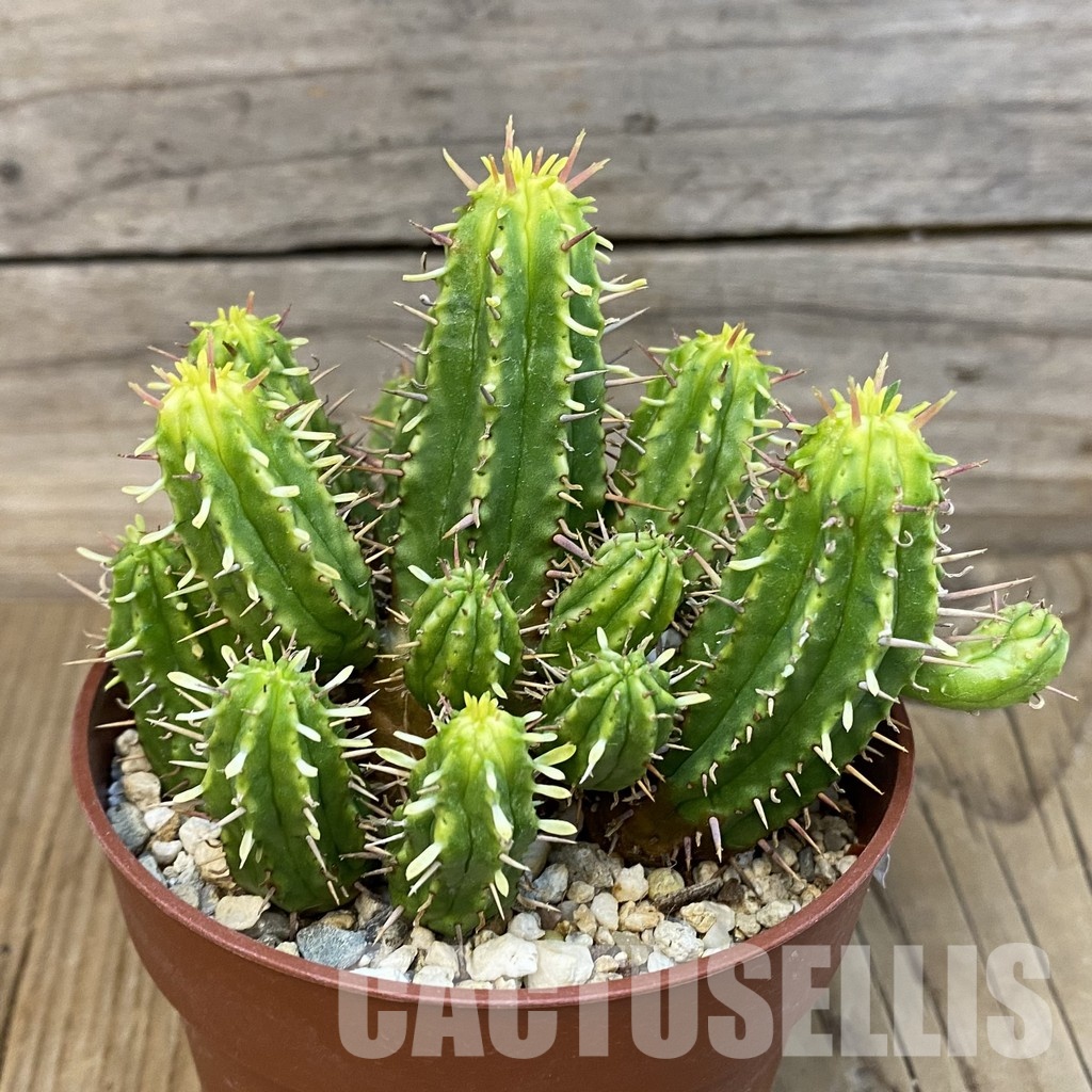 SH29240 Euphorbia aggregata f. variegata - Image 4