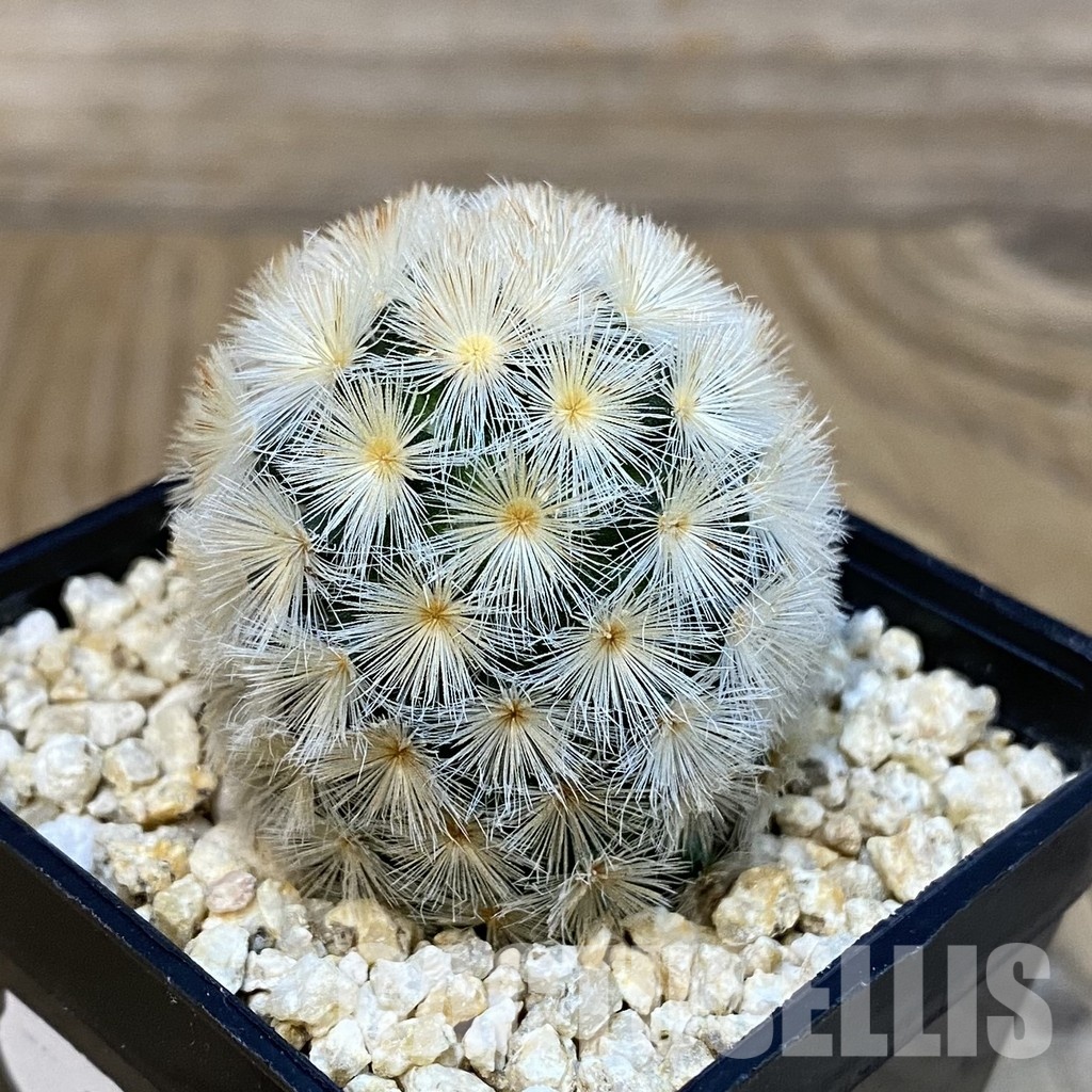 SH29245 Mammillaria carmenae hybrid - Image 2