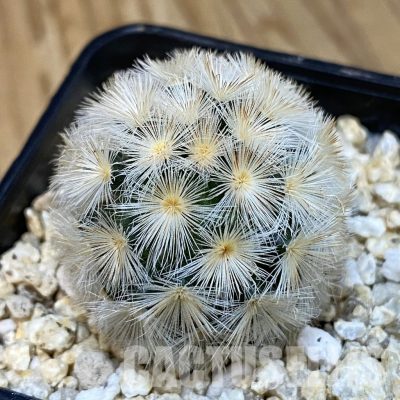 SH29246 Mammillaria carmenae hybrid