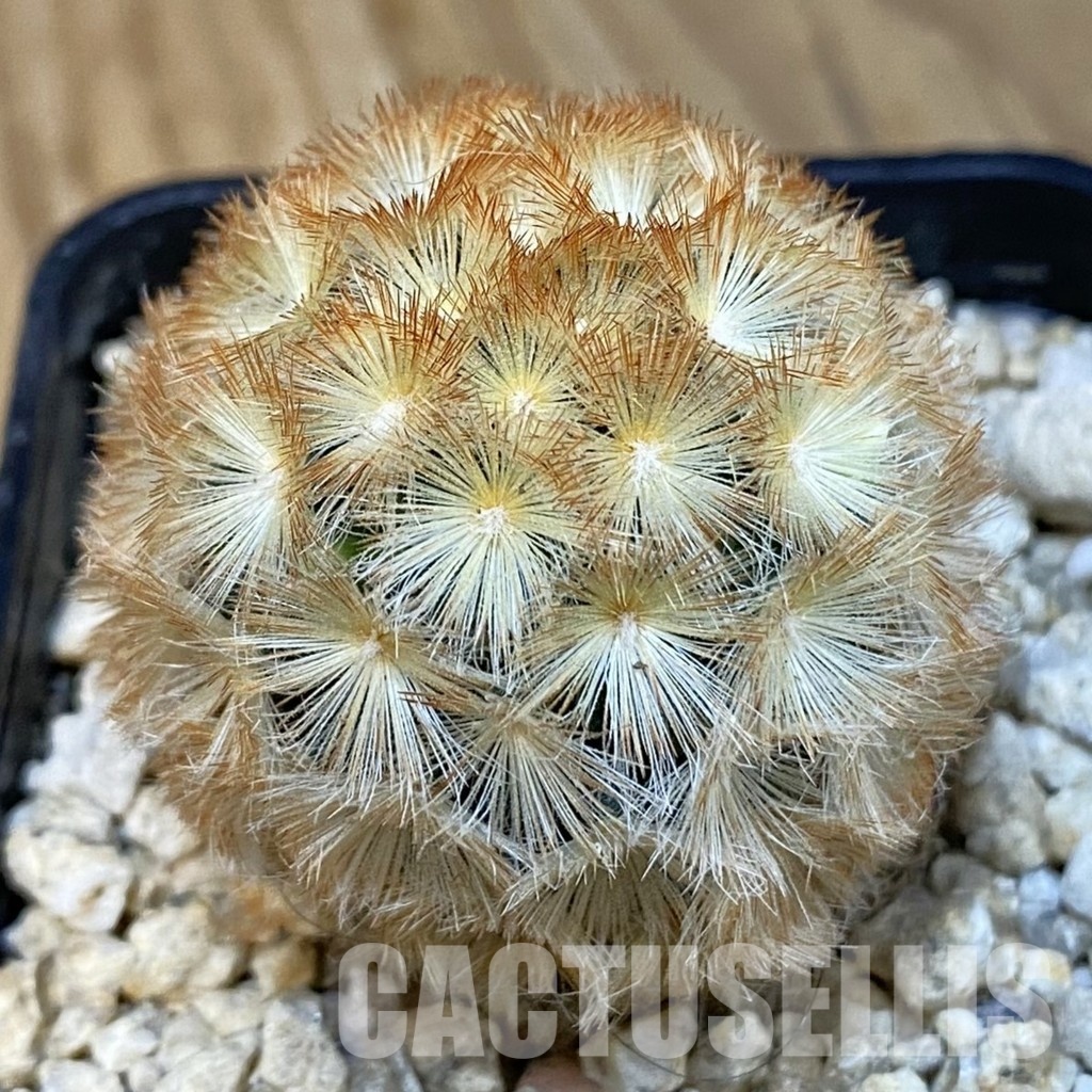 SH29248 Mammillaria carmenae hybrid