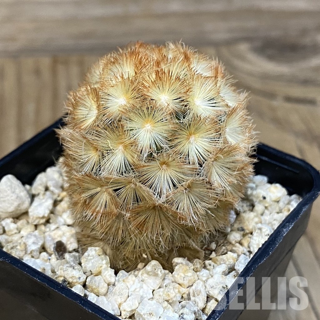 SH29248 Mammillaria carmenae hybrid - Image 2