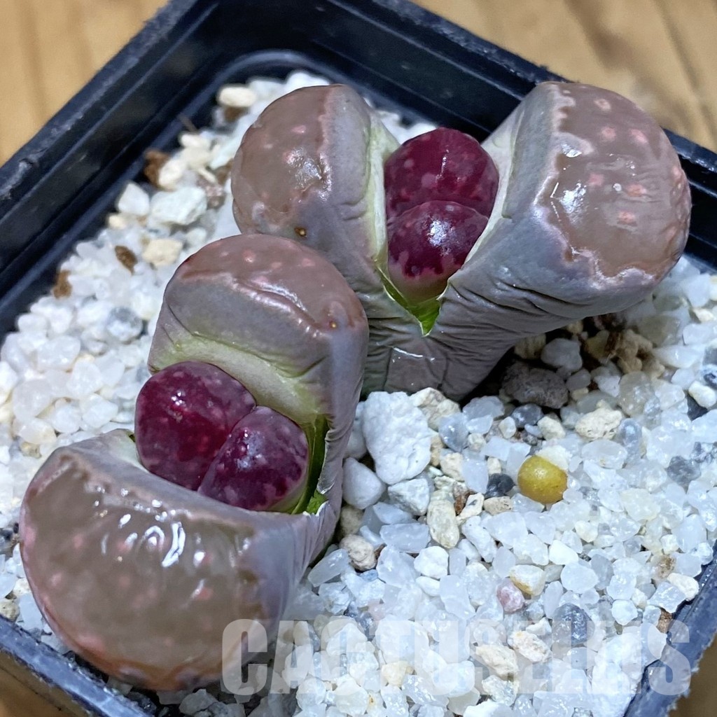 SH29210 Lithops salicola 'Sato's Violet' hybrid