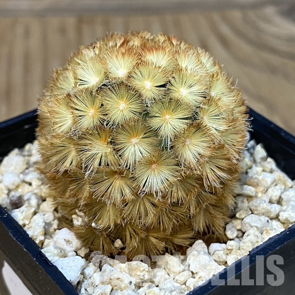 SH29250 Mammillaria carmenae hybrid - Image 2