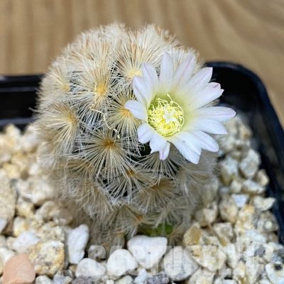 SH29251 Mammillaria carmenae hybrid