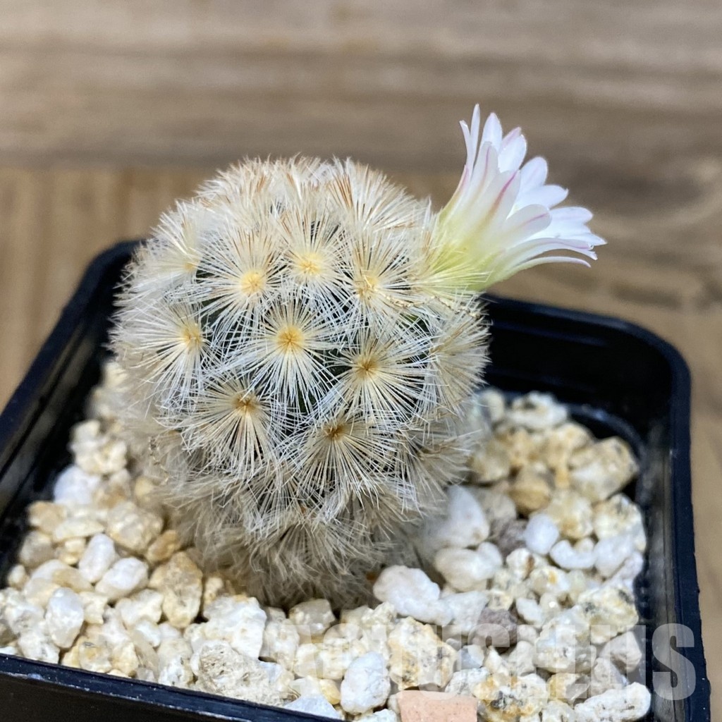 SH29251 Mammillaria carmenae hybrid - Image 2