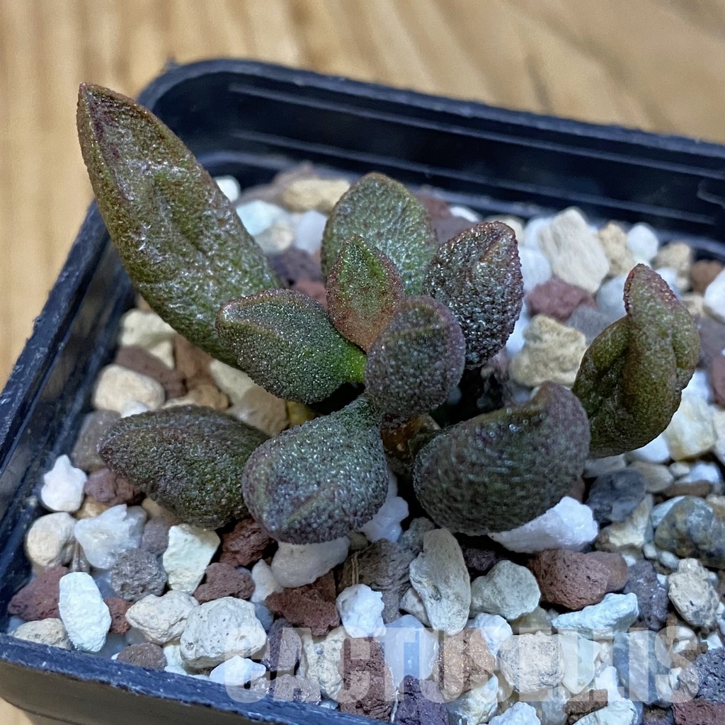 SH29253 Adromischus marianiae - Image 2