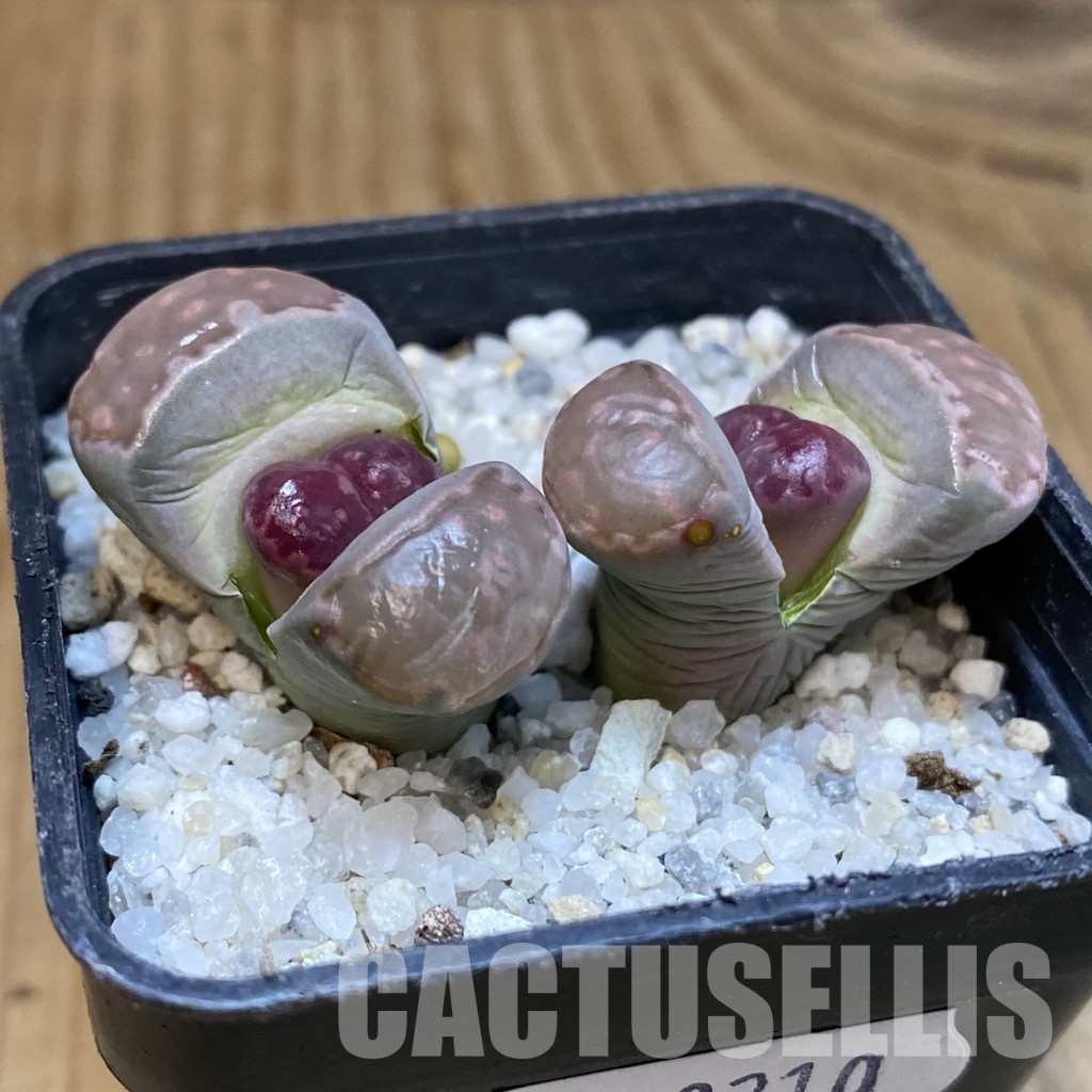 SH29210 Lithops salicola 'Sato's Violet' hybrid - Image 2
