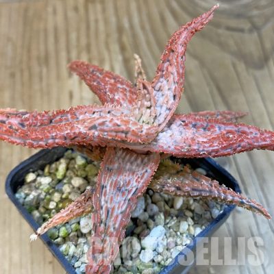SH29254 Aloe TCT hybrid