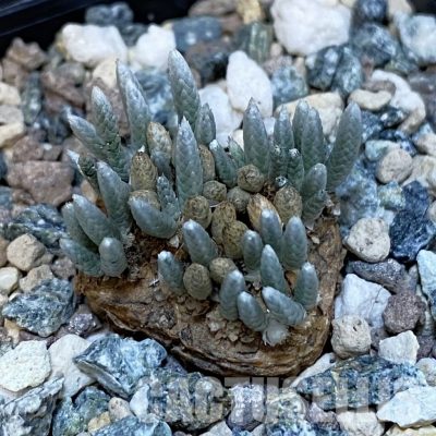 SH29260 Avonia alstonii