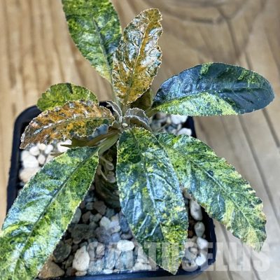 SH29266 Dorstenia hybrid f. variegata