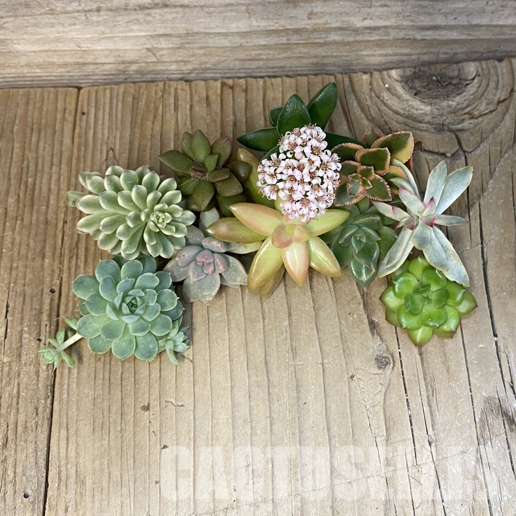 SH29271 Succulents mix, cuted - Image 2