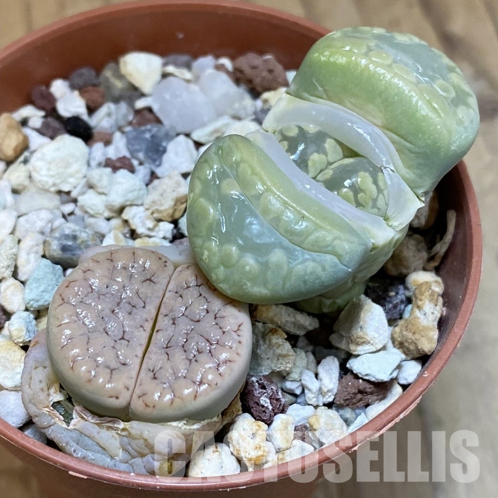 SH29213 Lithops mix