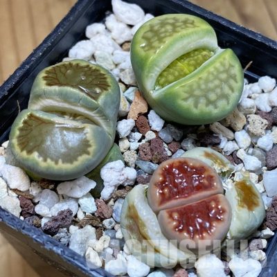 SH29214 Lithops mix