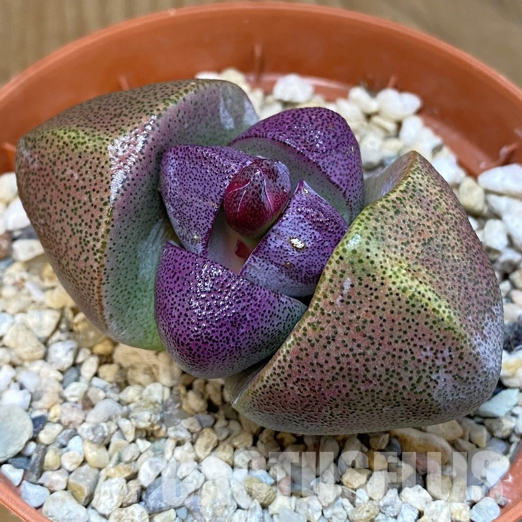 SH29216 Pleiospilos nelii 'Royal Flush'