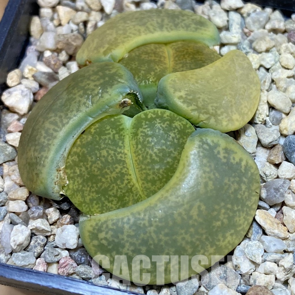 SH29205 Lithops lesliei v. albinica