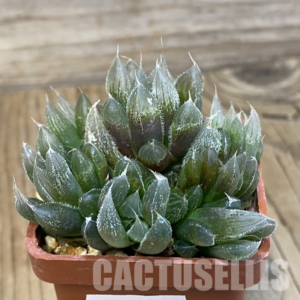 SH29219 Haworthia cooperi v. venusta - Image 2