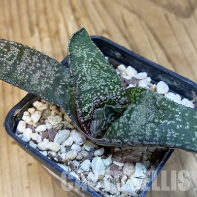 SH29220 Gasteria ellaphieae, seedling 6 years old