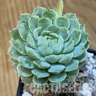 SH29221 Echeveria elegans hybrid