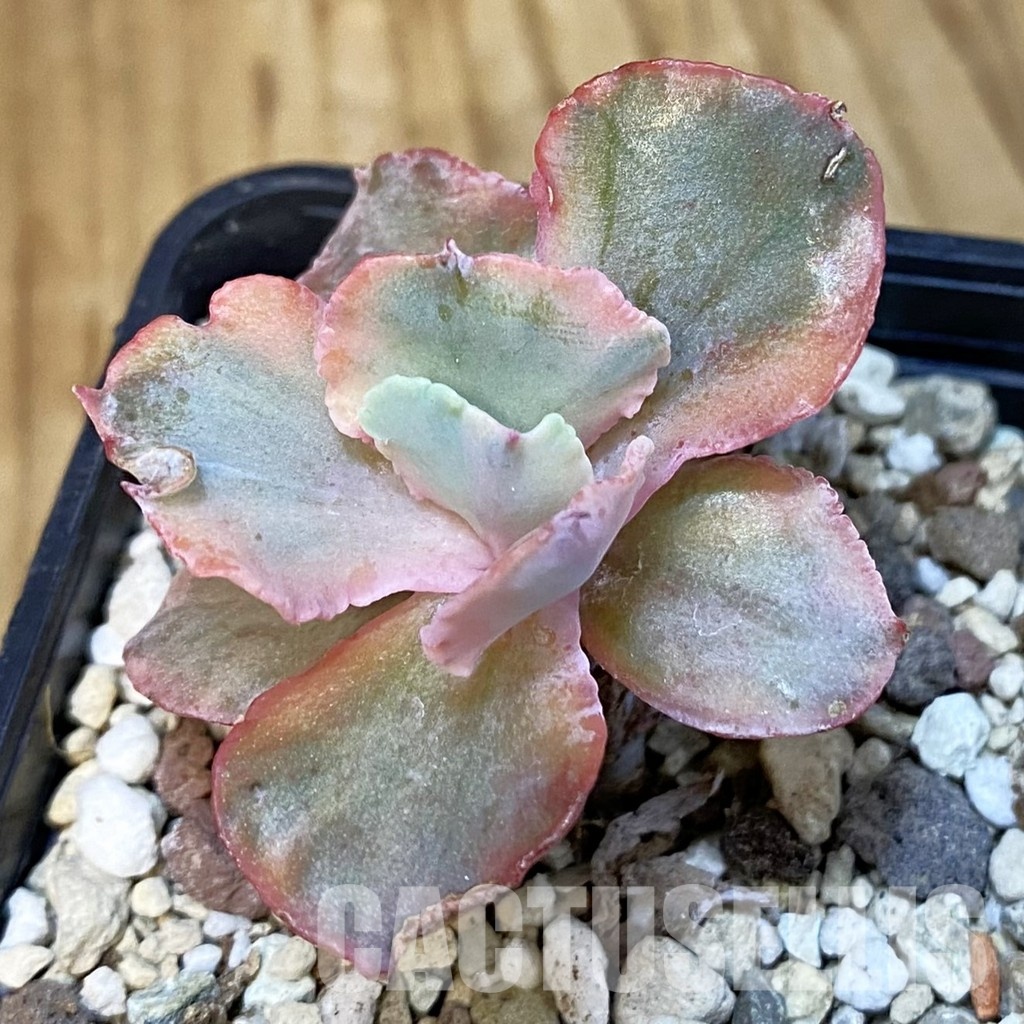 SH29222 Echeveria 'Chantilly' f. variegata