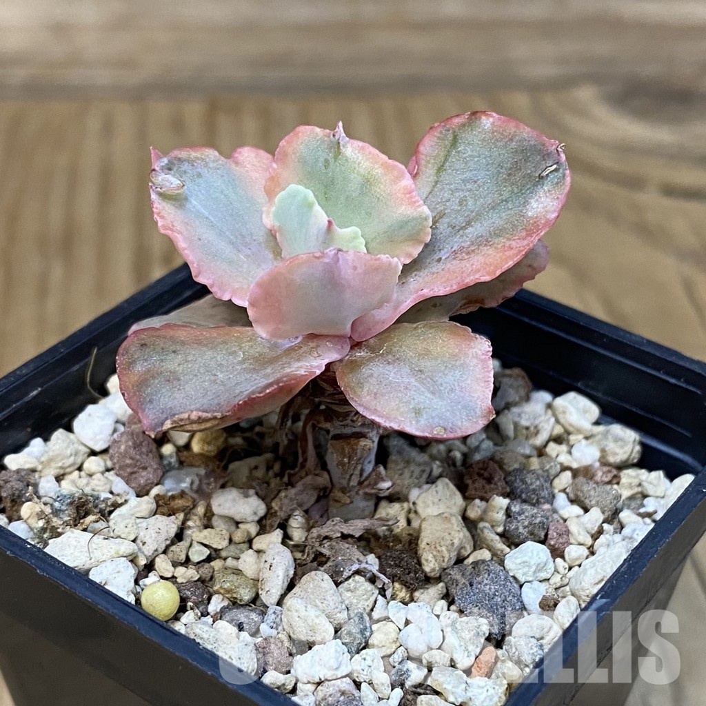 SH29222 Echeveria 'Chantilly' f. variegata - Image 2