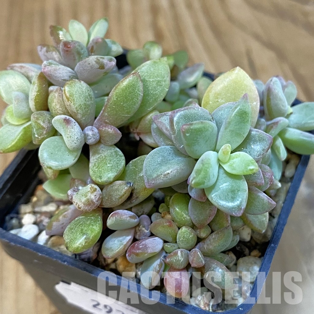 SH29223 Echeveria 'Rezry'