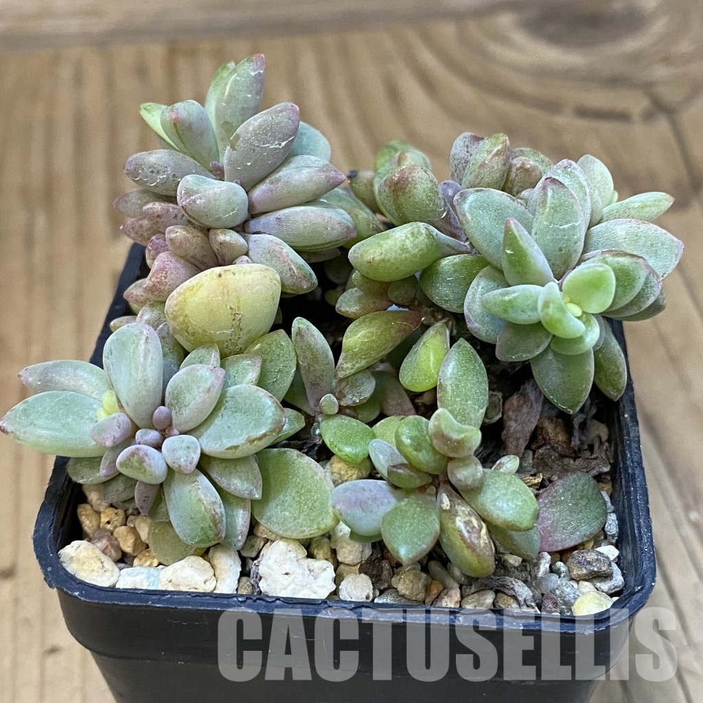 SH29223 Echeveria 'Rezry' - Image 2